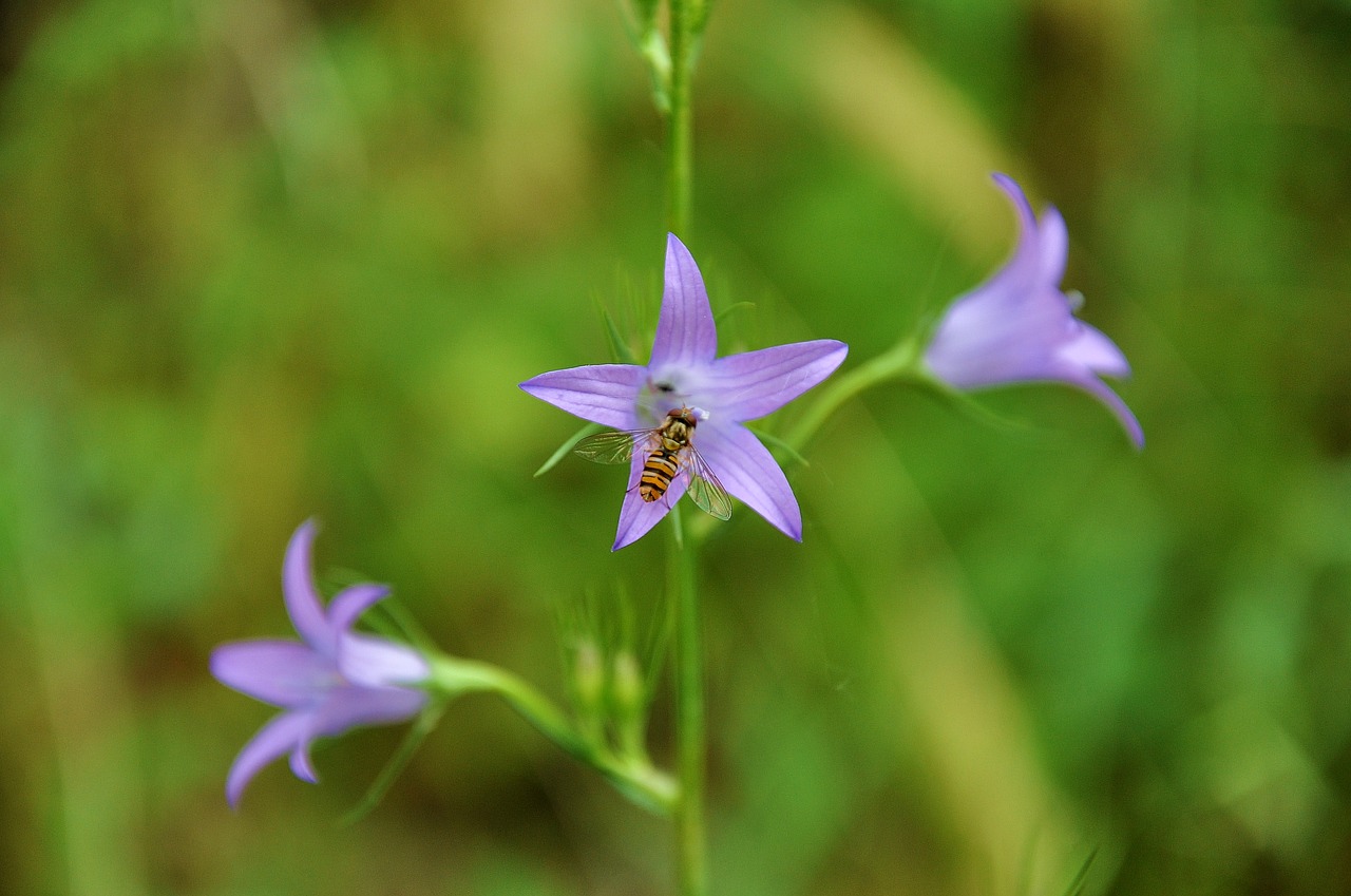 flower  insect  spring flowers free photo