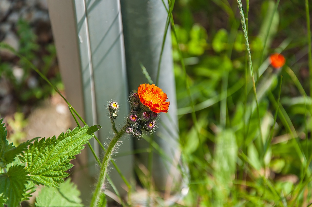 flower  wild flower  summer free photo