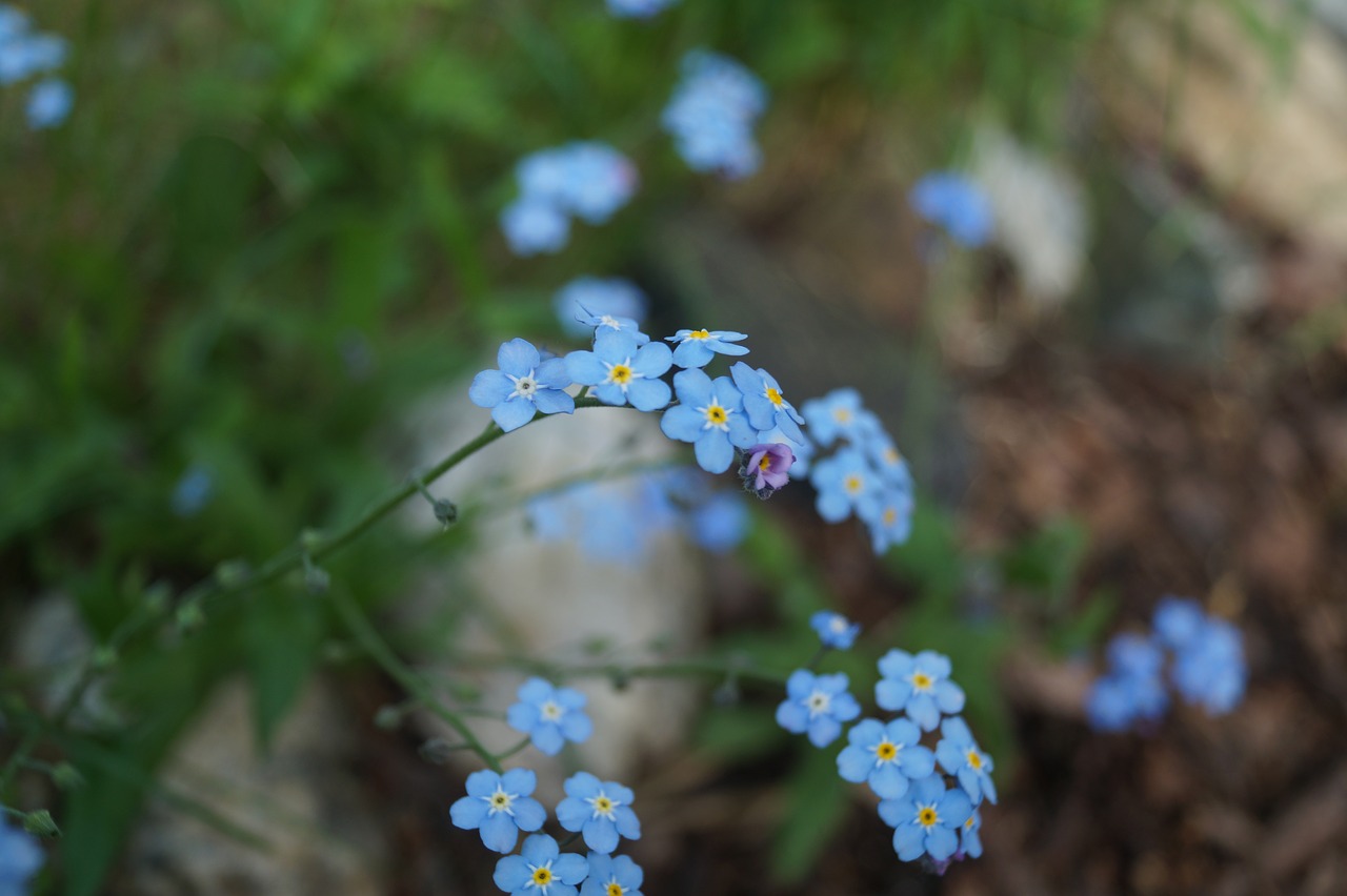 Small blue. Нежный голубой цветы маленькие. Нежные голубые цветы фото. Мелкие нежно голубые цветы фото реальных кустов. Голубой торг фото.