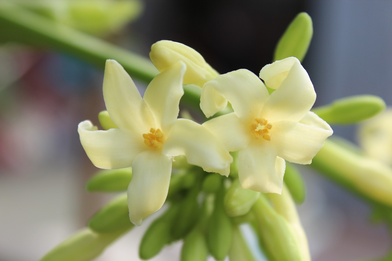 flower  green  white free photo