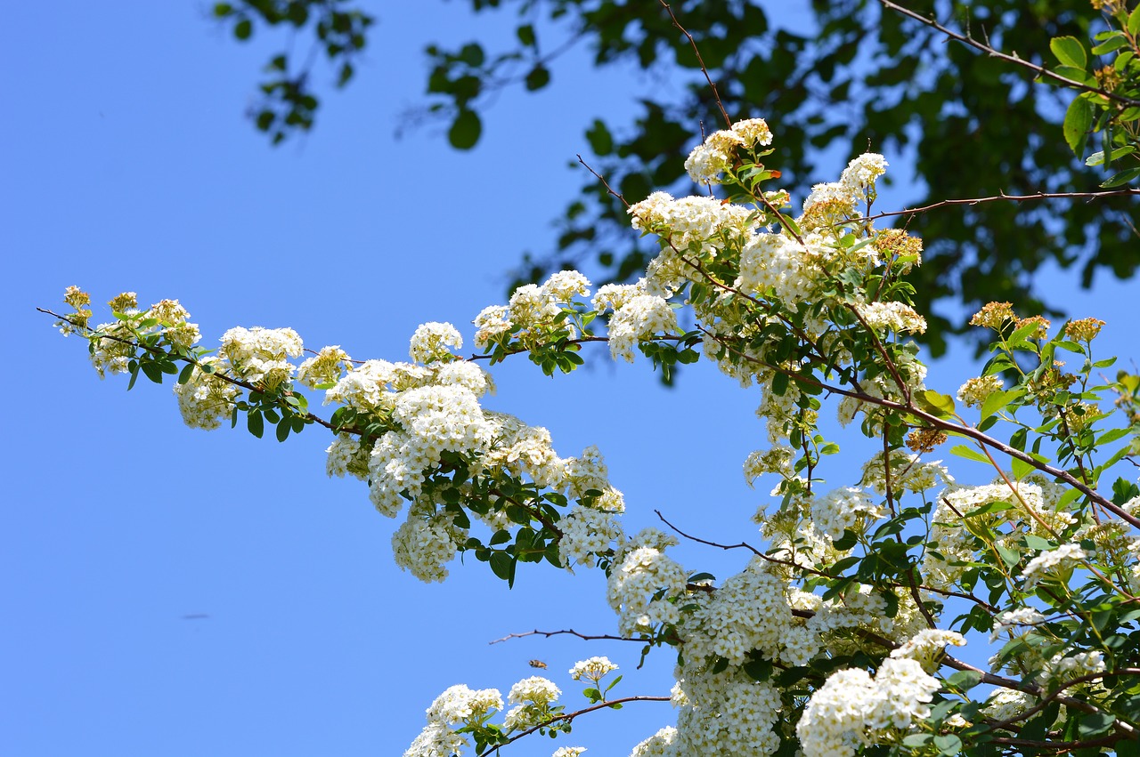 flower  white  spirea free photo