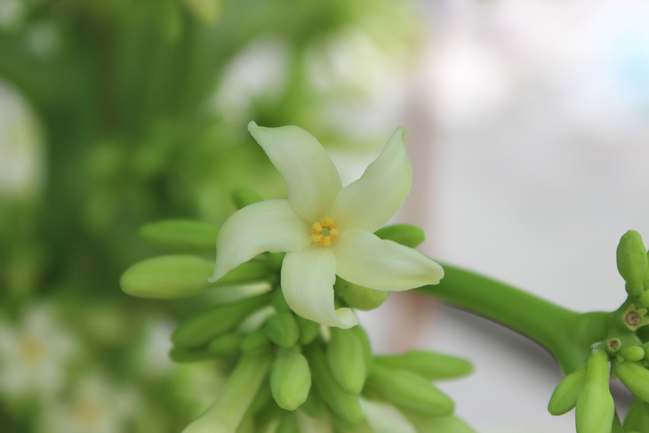 flower  green  white free photo