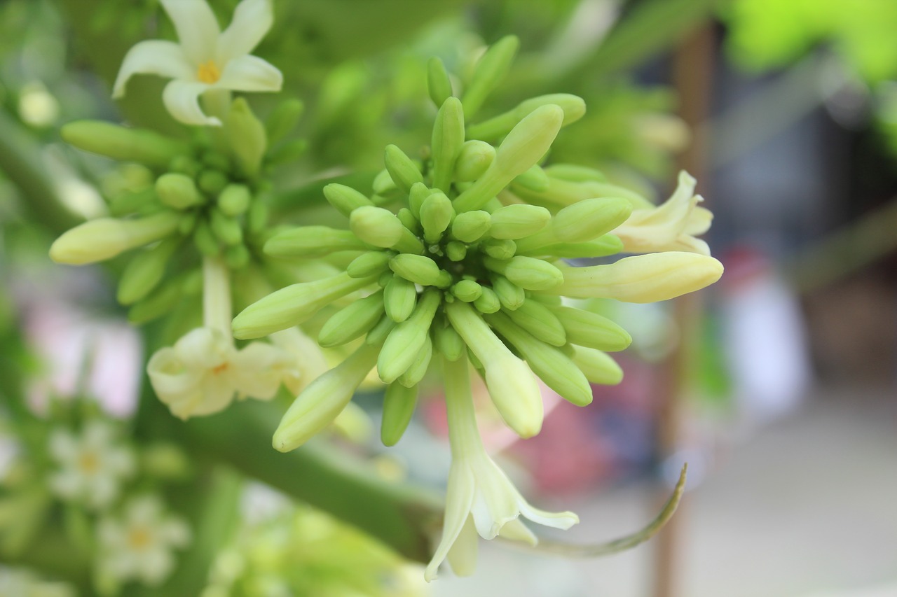 flower  green  white free photo