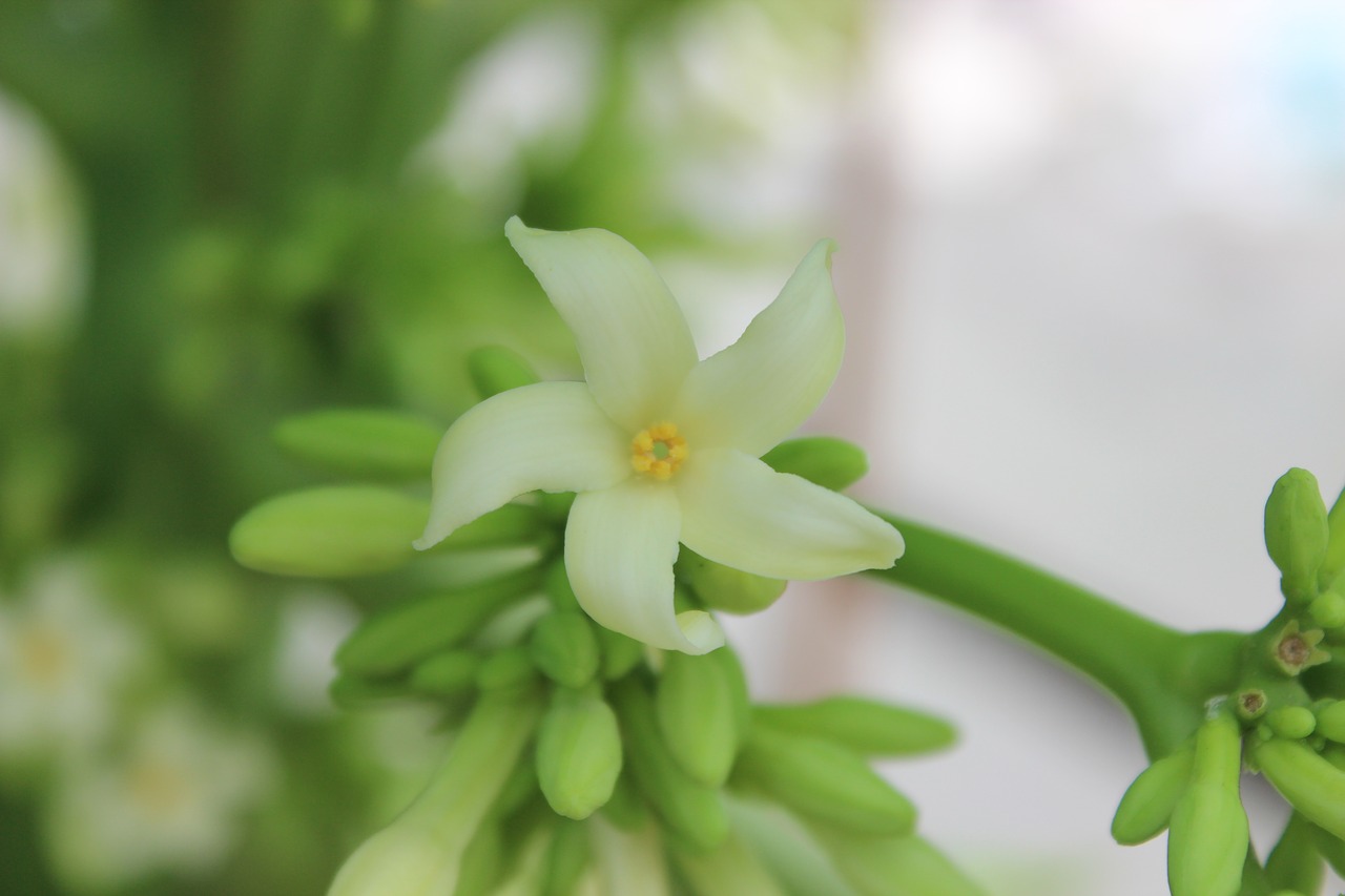 flower  green  white free photo