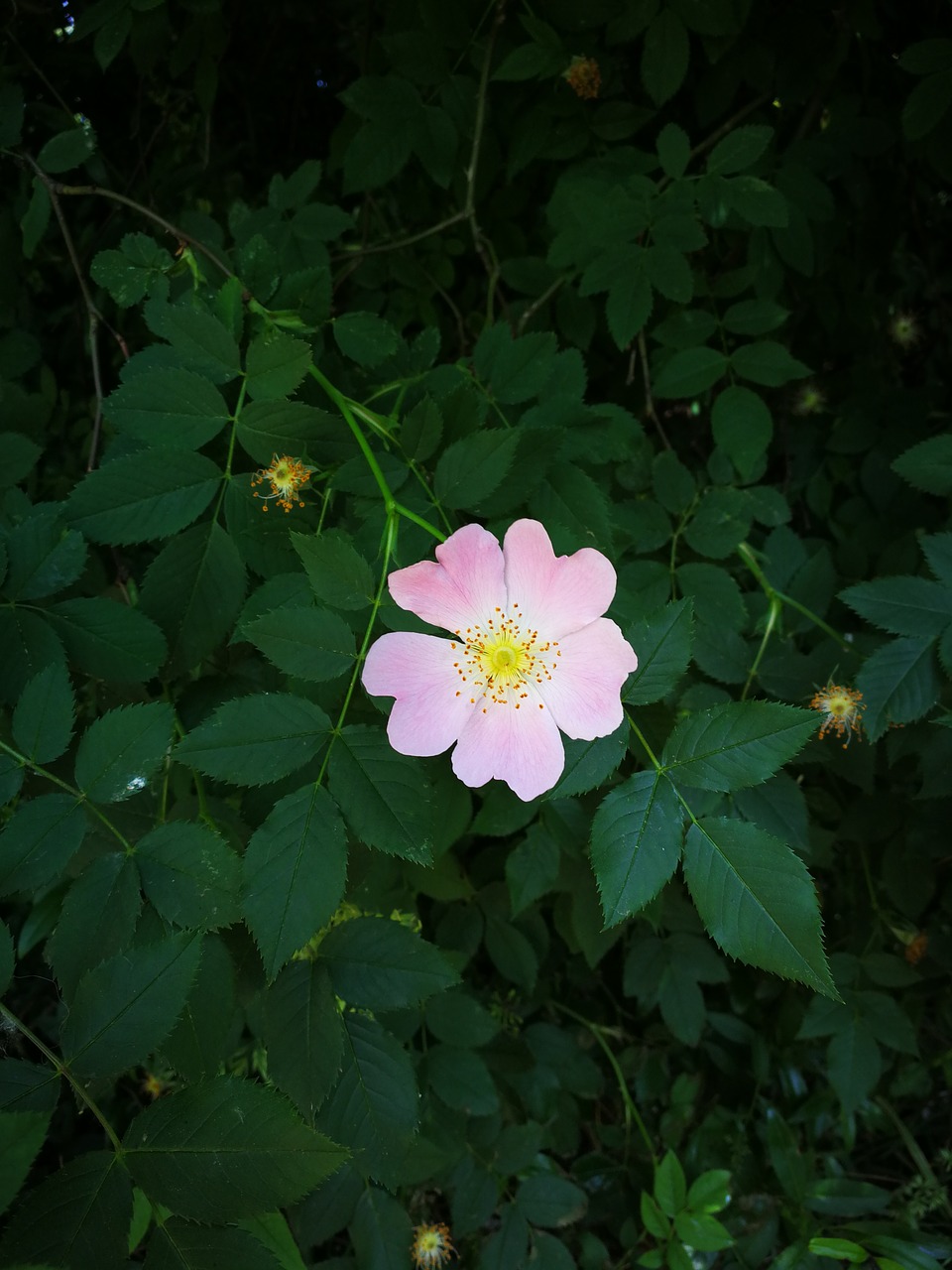 flower  nature  shadow free photo