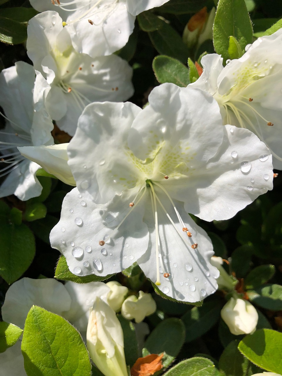 flower  raindrops  petal free photo