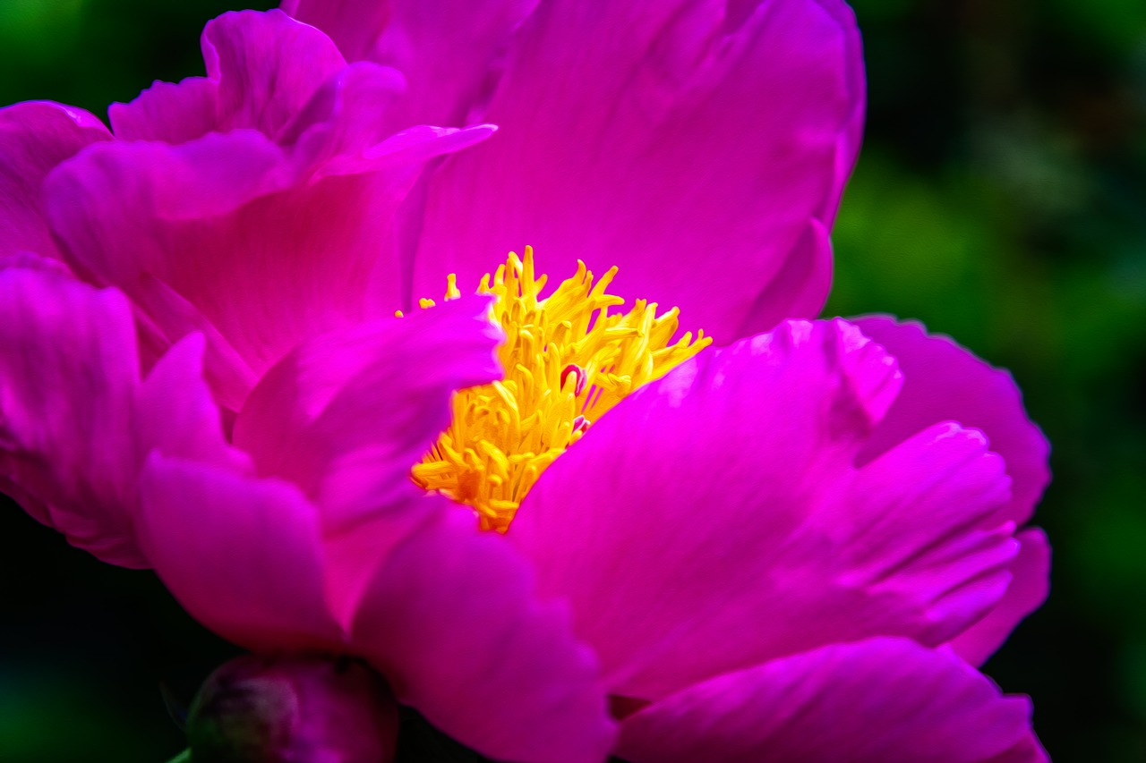 flower  peony  blossom free photo