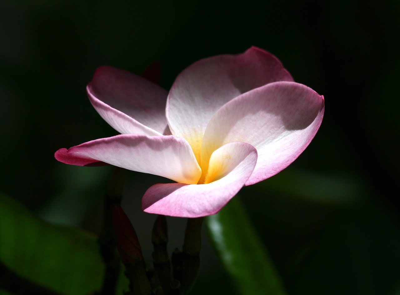 flower  plumeria  nature free photo