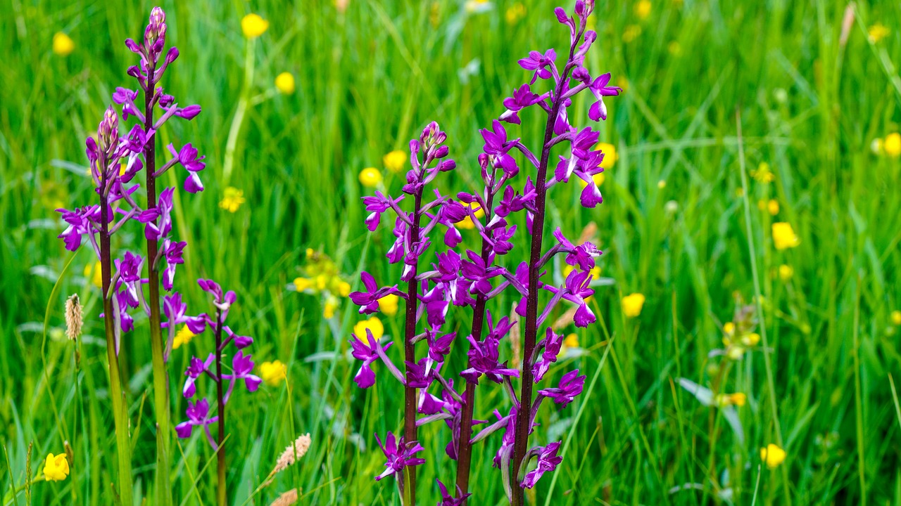 flower  prado  spring free photo