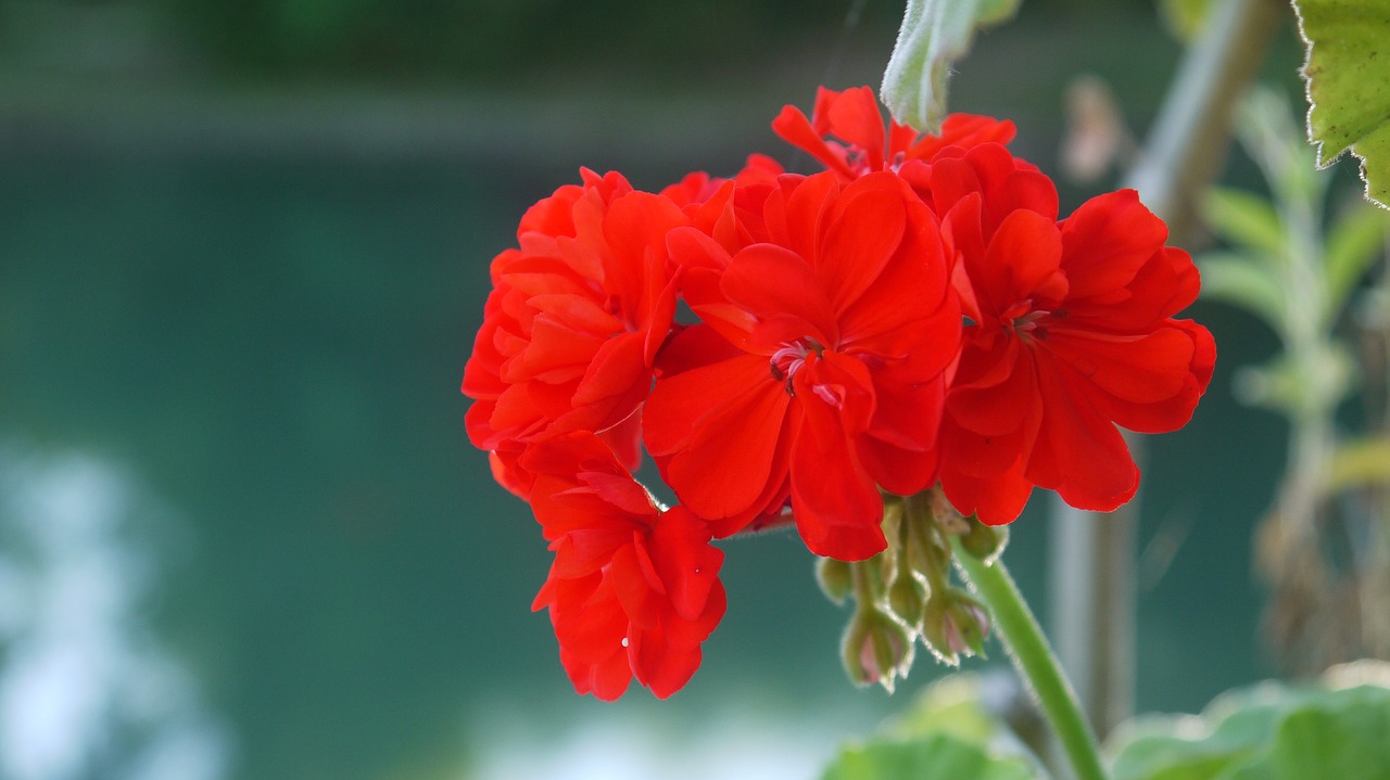 flower  red flower  nature free photo