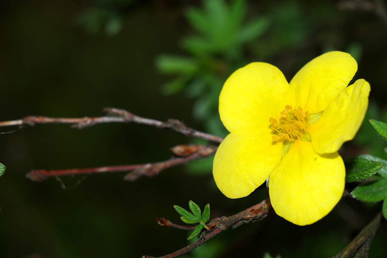 flower  bush  flowering free photo