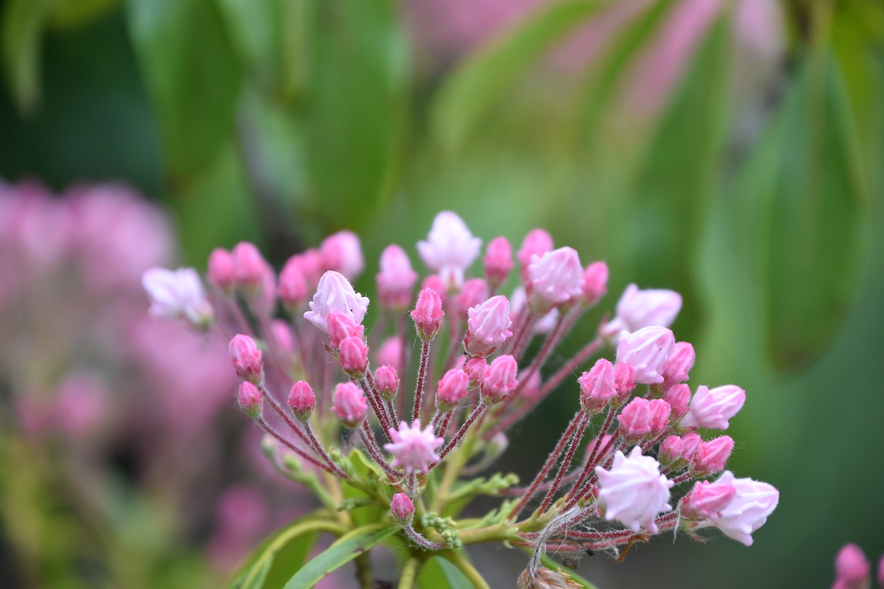 flower  pink  kalmia latifolia free photo