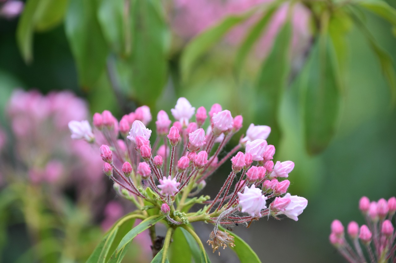 flower  pink  kalmia latifolia free photo