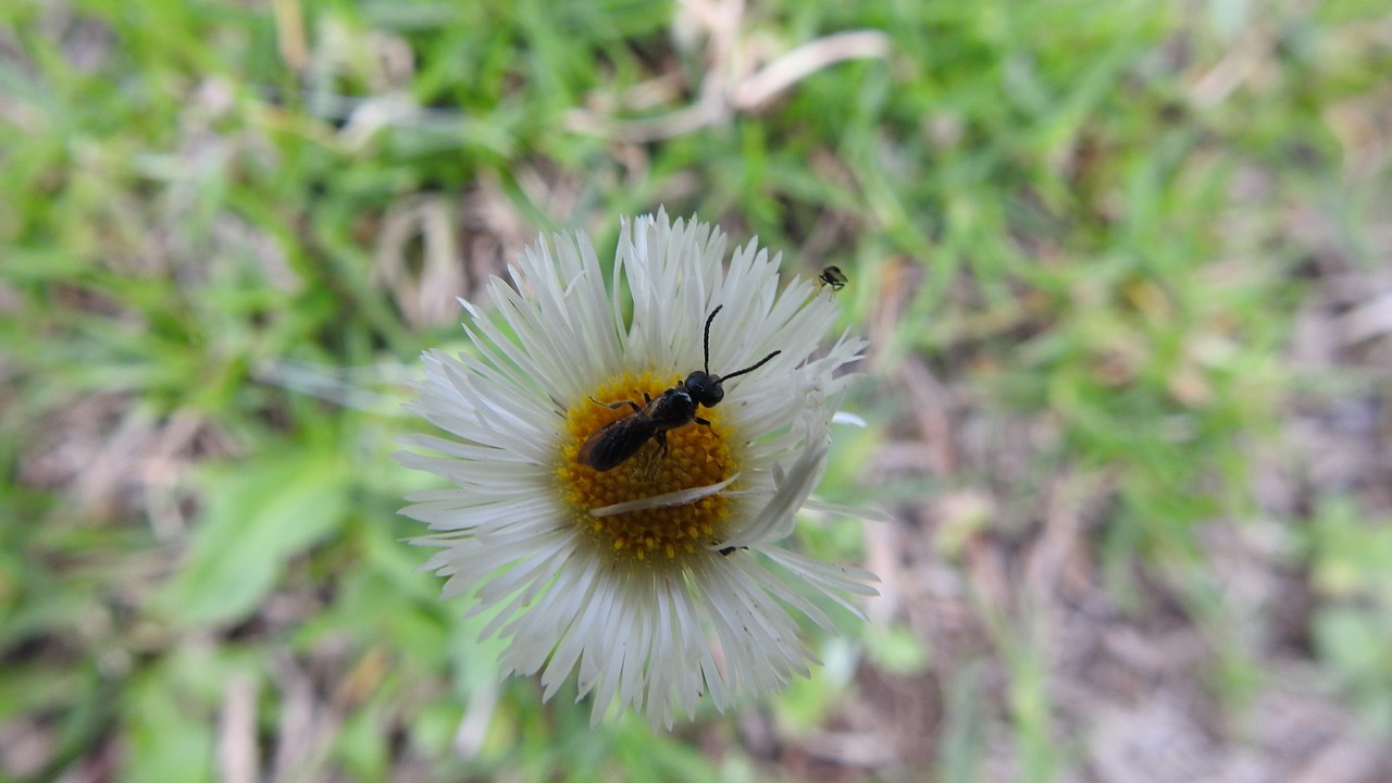 flower  insect  grass free photo