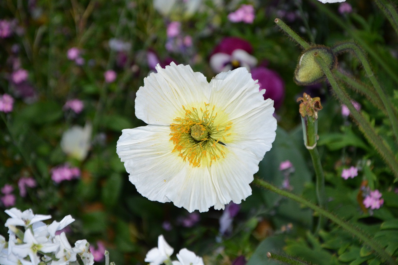 flower  white flower  massif free photo