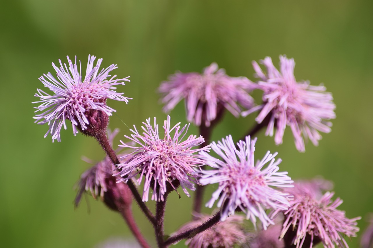 flower  desabrocar  spring free photo