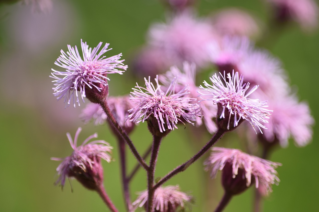 flower  desabrocar  spring free photo