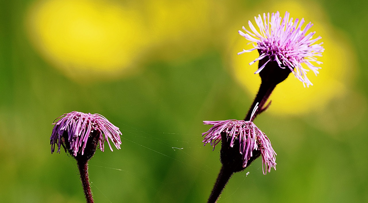 flower  desabrocar  spring free photo