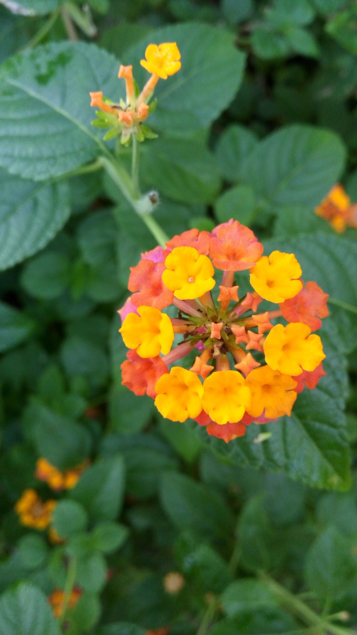 flower  leaves  plant free photo