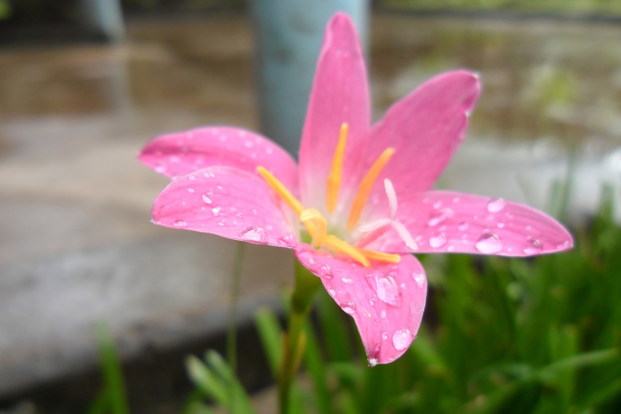 flower  pink  nature free photo