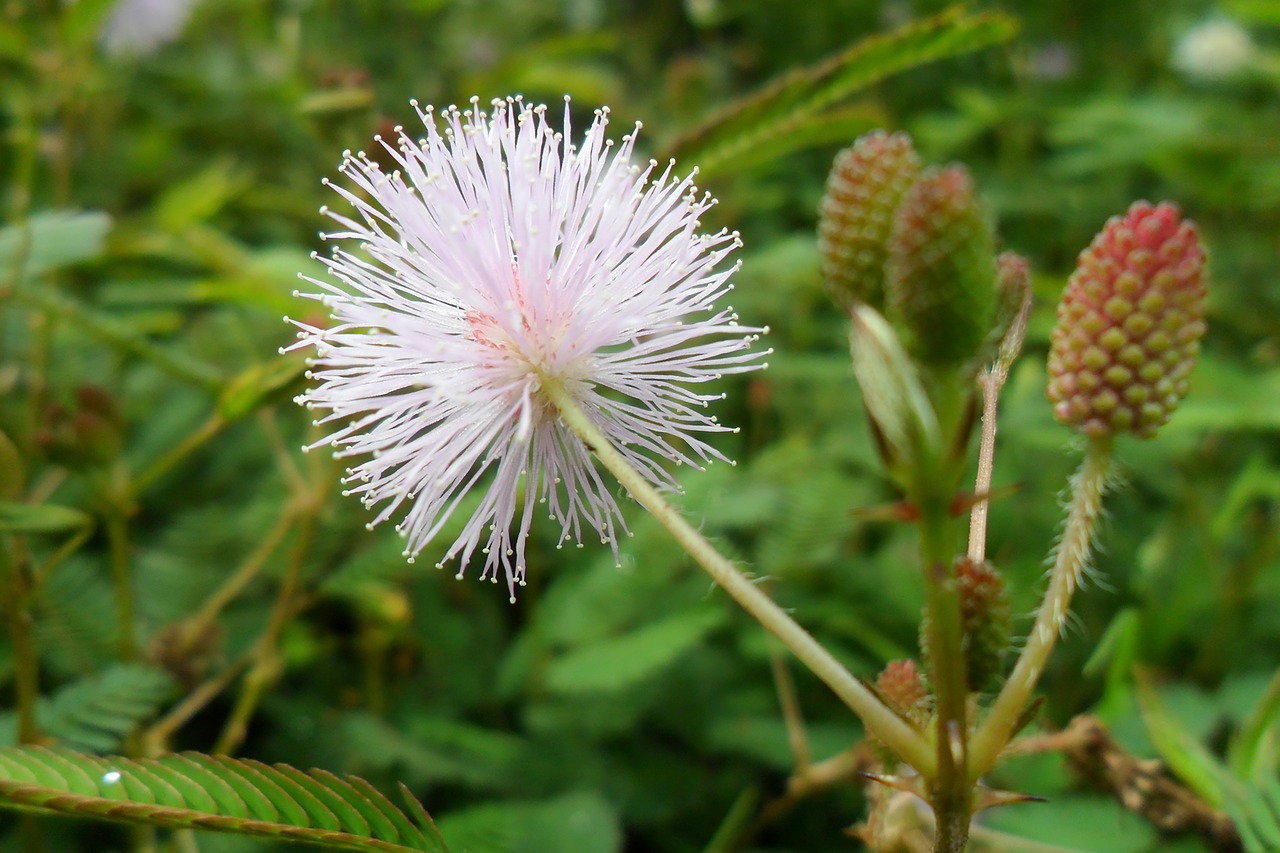 flower  nature  colorful free photo