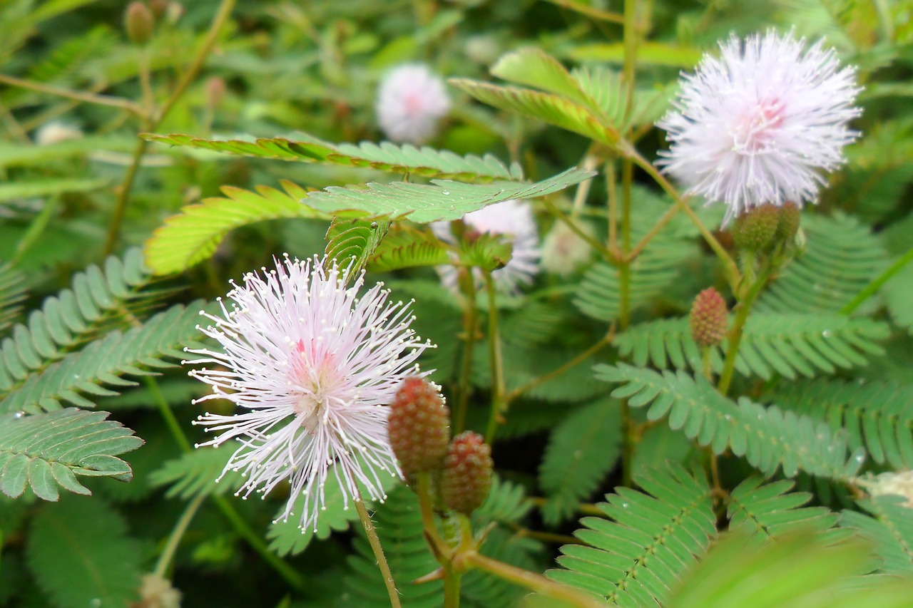 flower  nature  colorful free photo