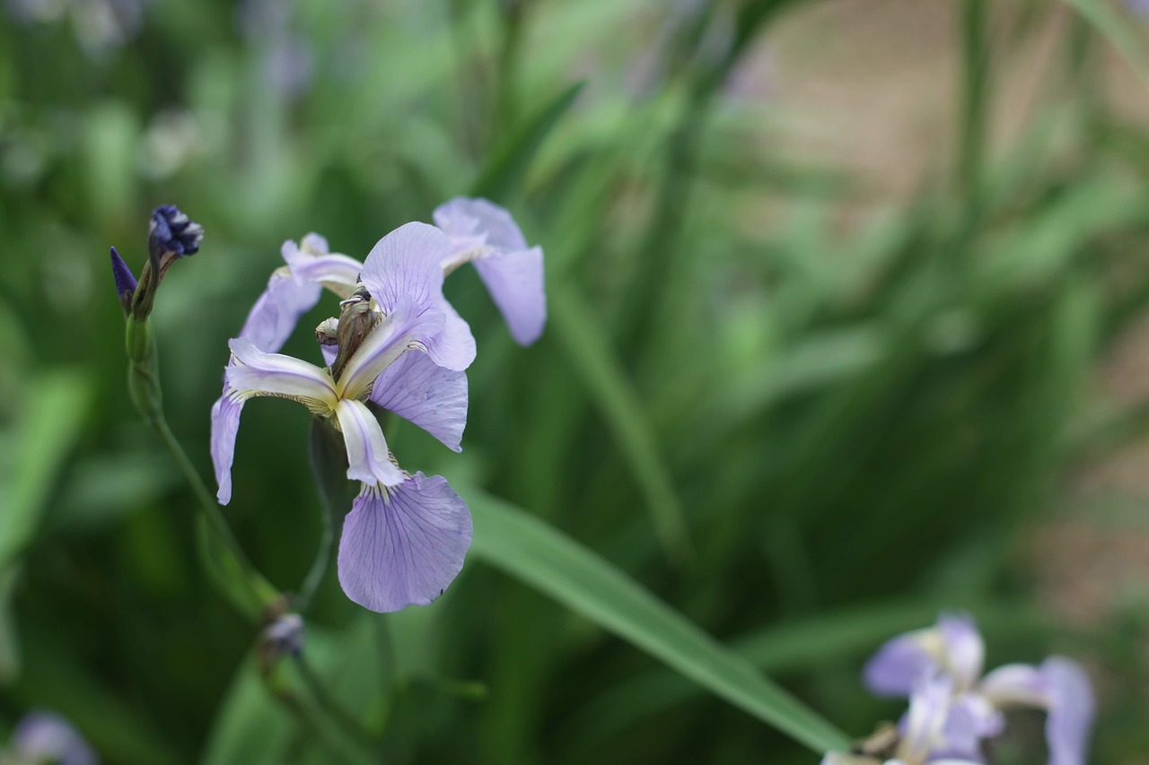 flower  nature  garden free photo