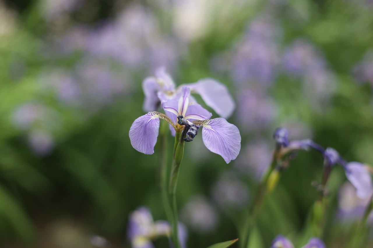 flower  nature  garden free photo