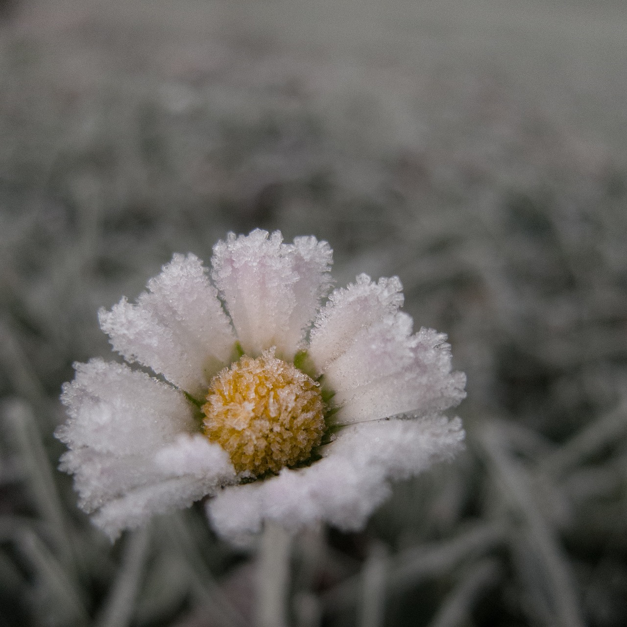 flower  winter  ice free photo