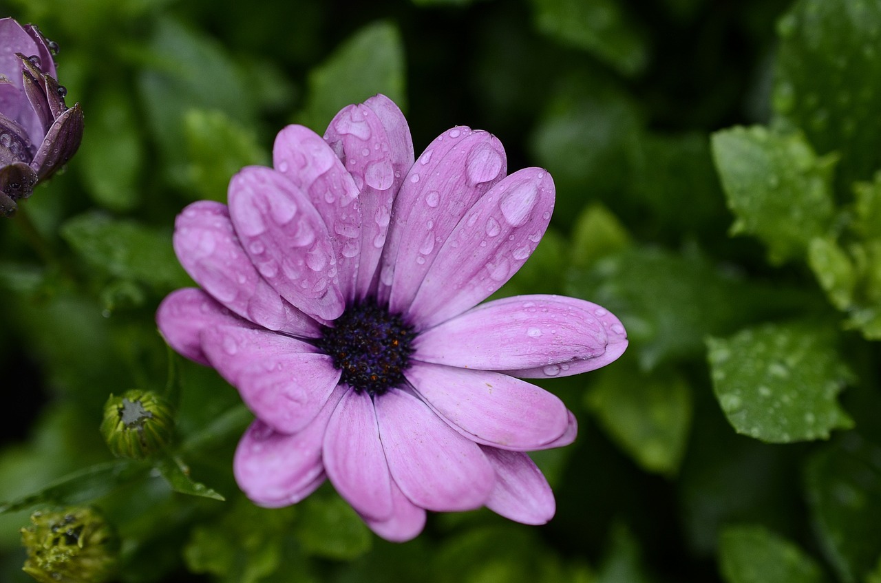 flower  pink  flowers free photo