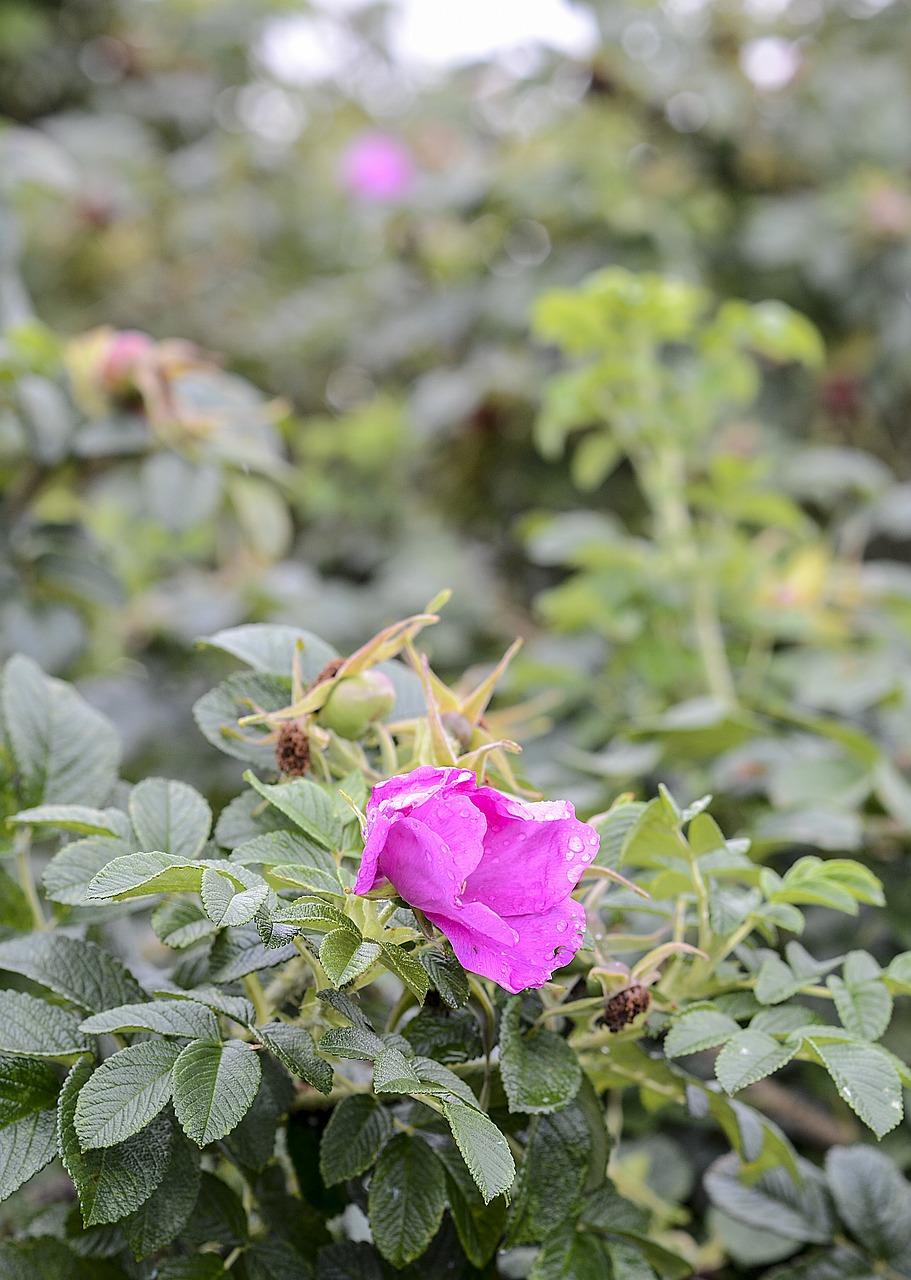 flower  plants  flowers free photo