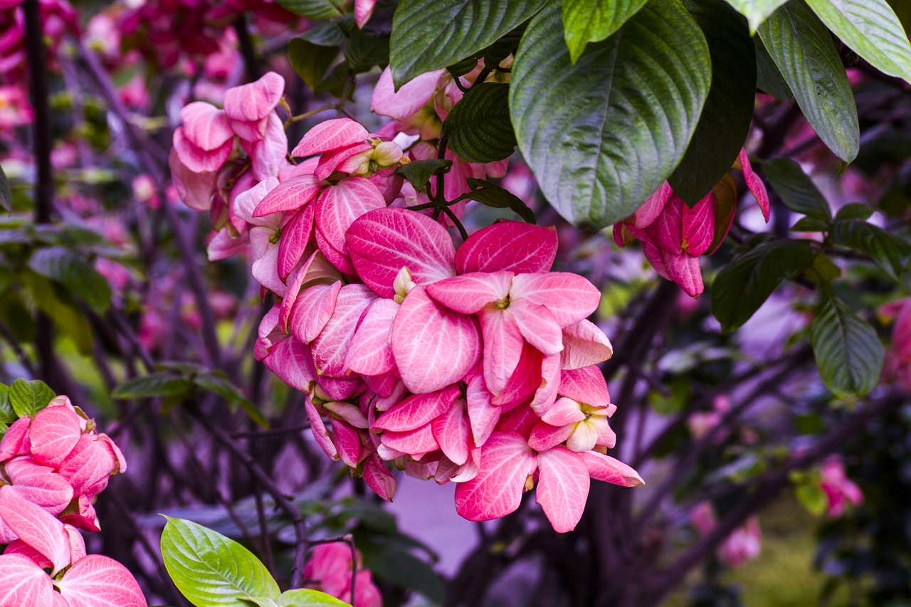 flower  pink  blossom free photo