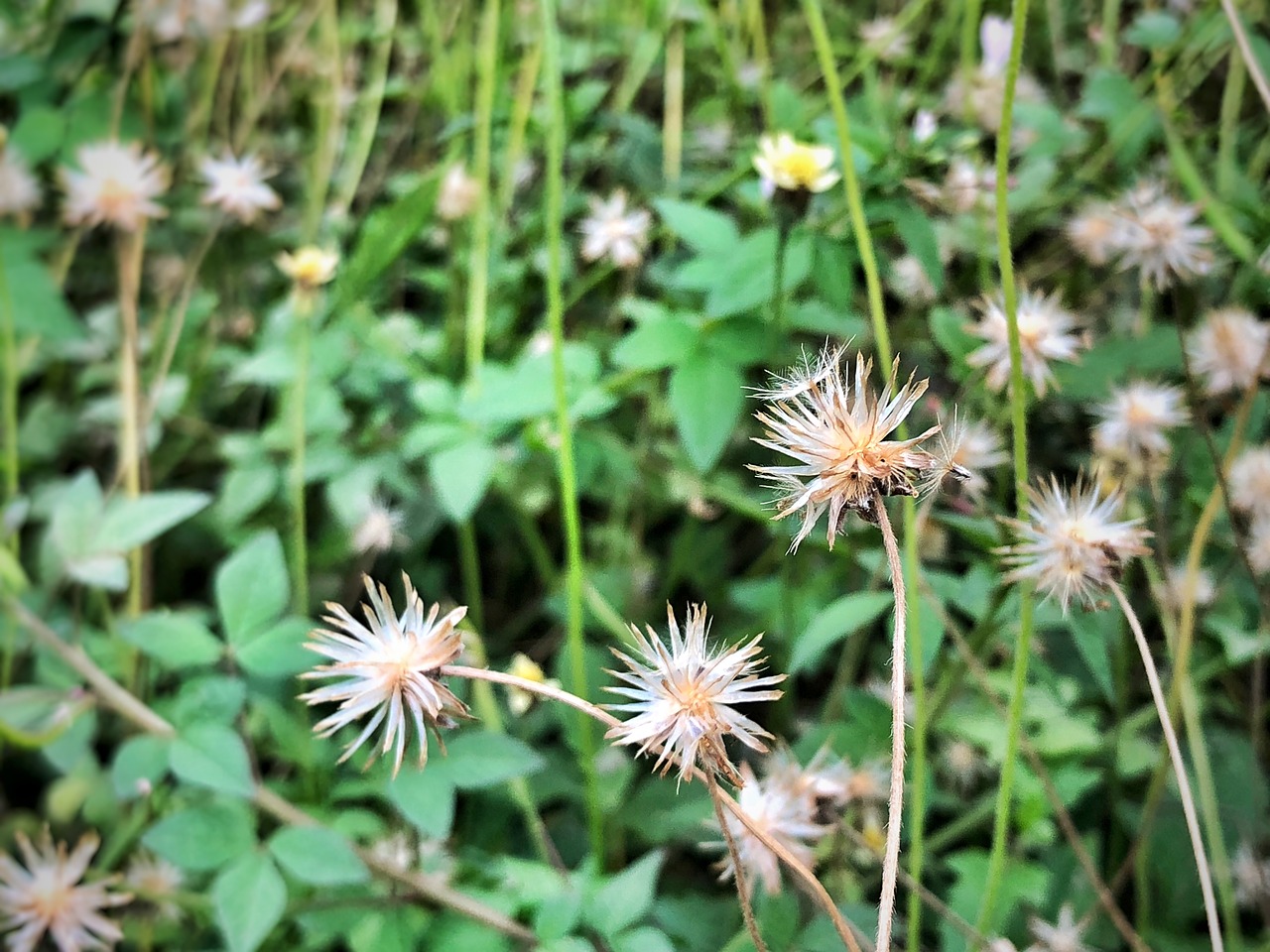 flower  summer  garden free photo