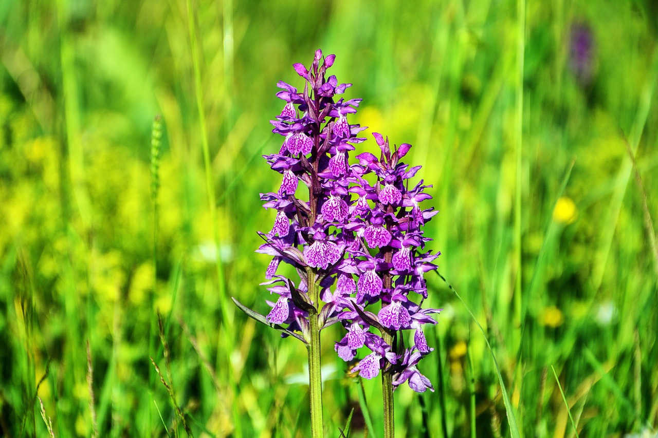 flower  orchid  plant free photo