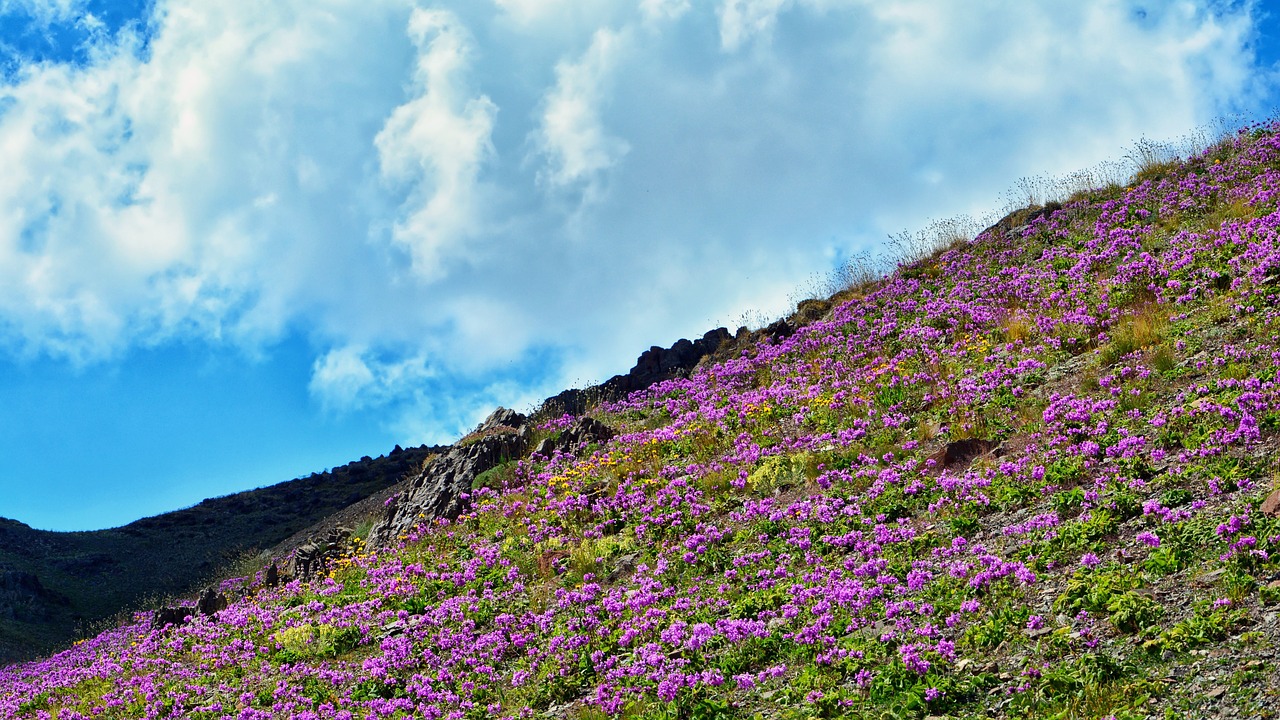 flower  nature  plant free photo