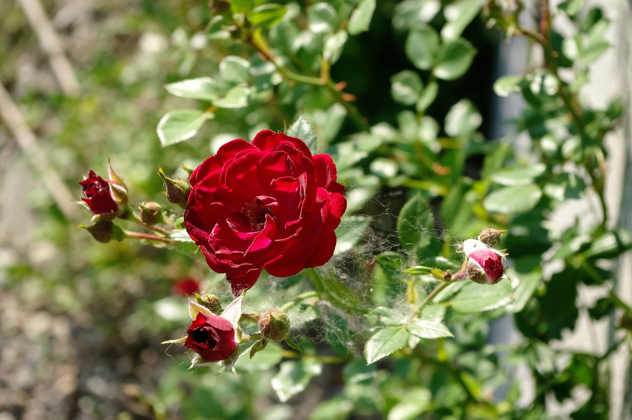 flower  rose red free pictures free photo