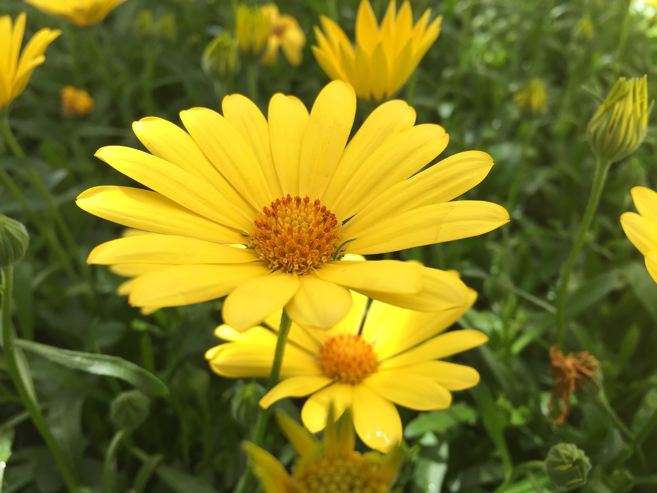 flower  yellow  nature free photo