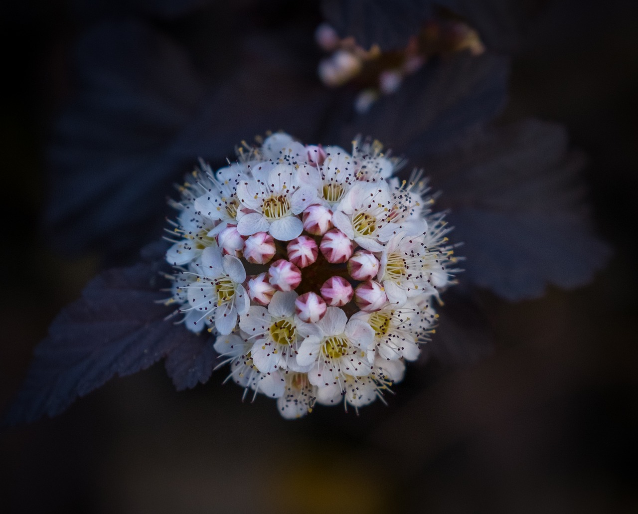 flower  blossom  bloom free photo