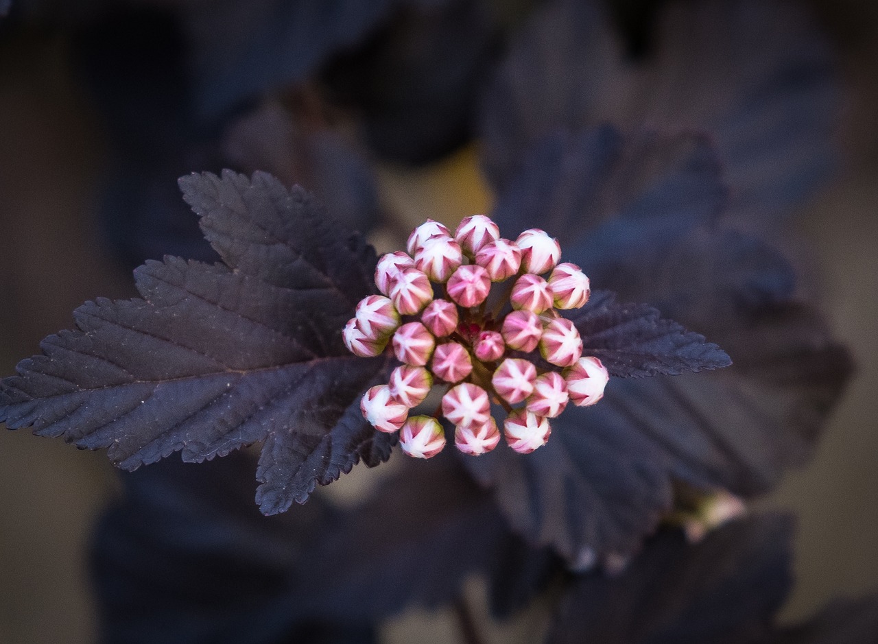 flower  blossom  bloom free photo