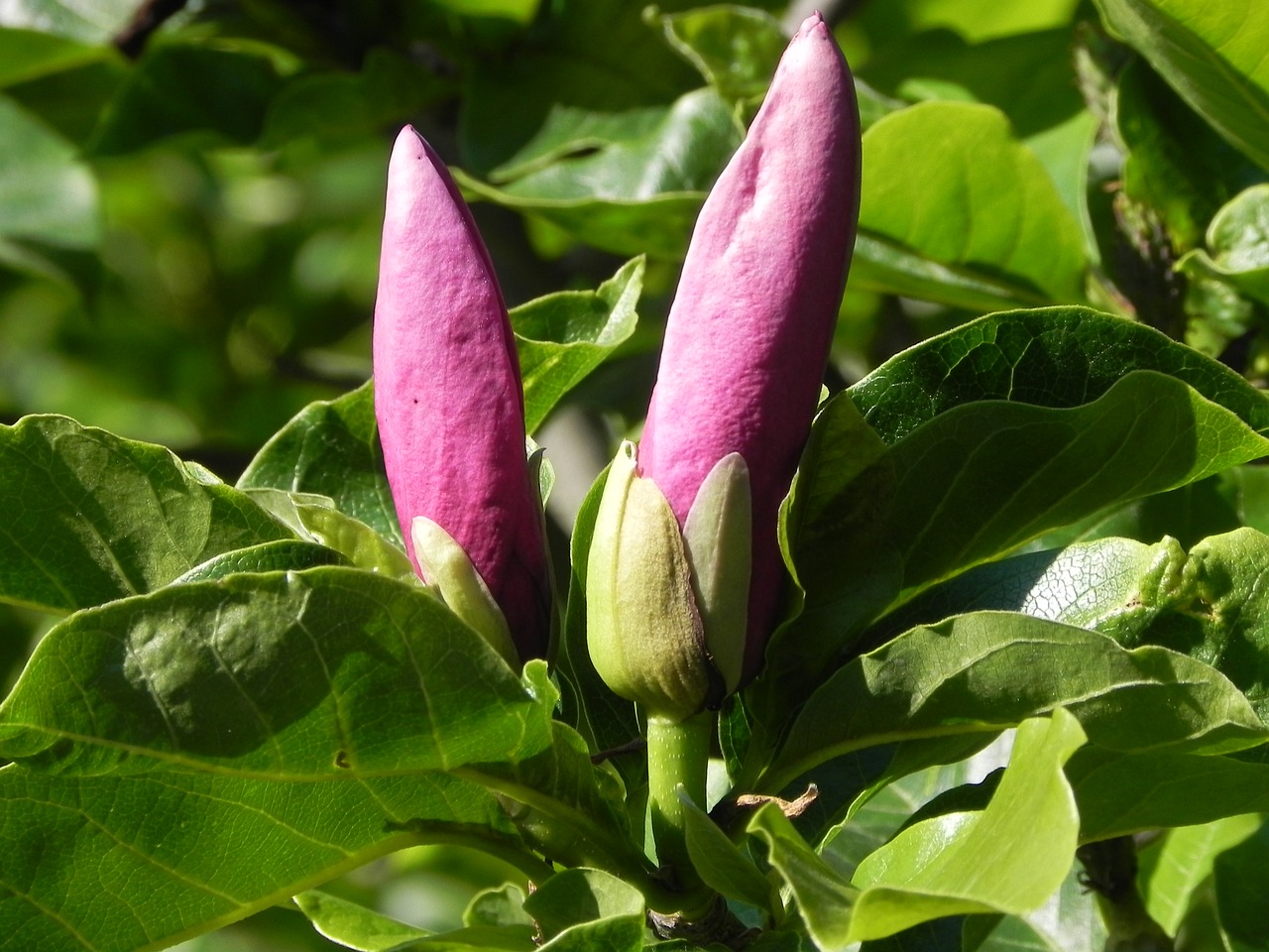 flower  pink  nature free photo