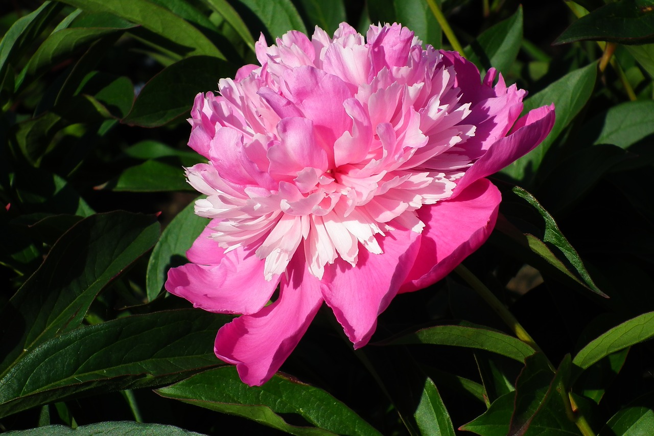 flower  peony  pink free photo