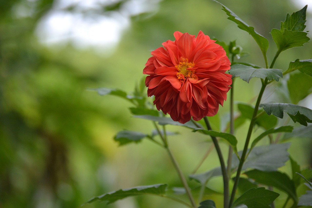 flower  beauty  summer free photo