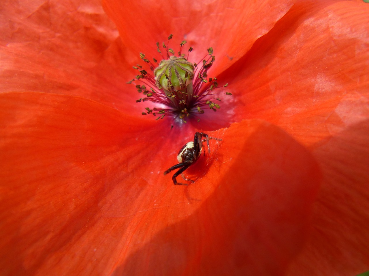 flower  poppy  petal free photo