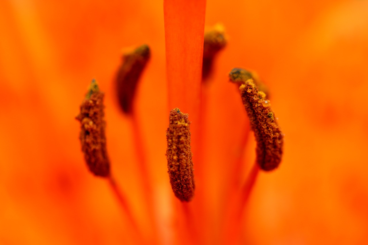 flower  orange  pistil free photo