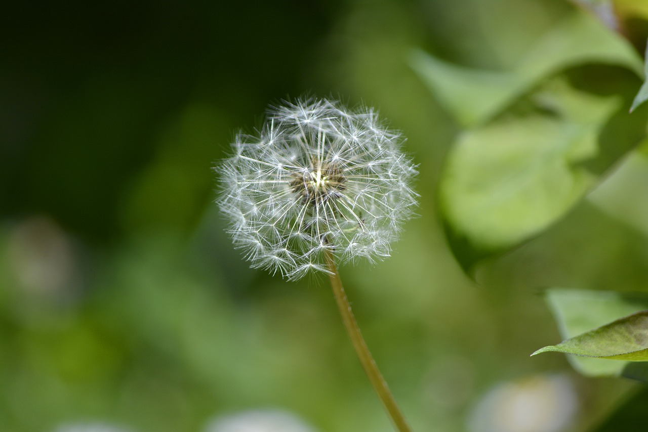 flower  green  floral free photo