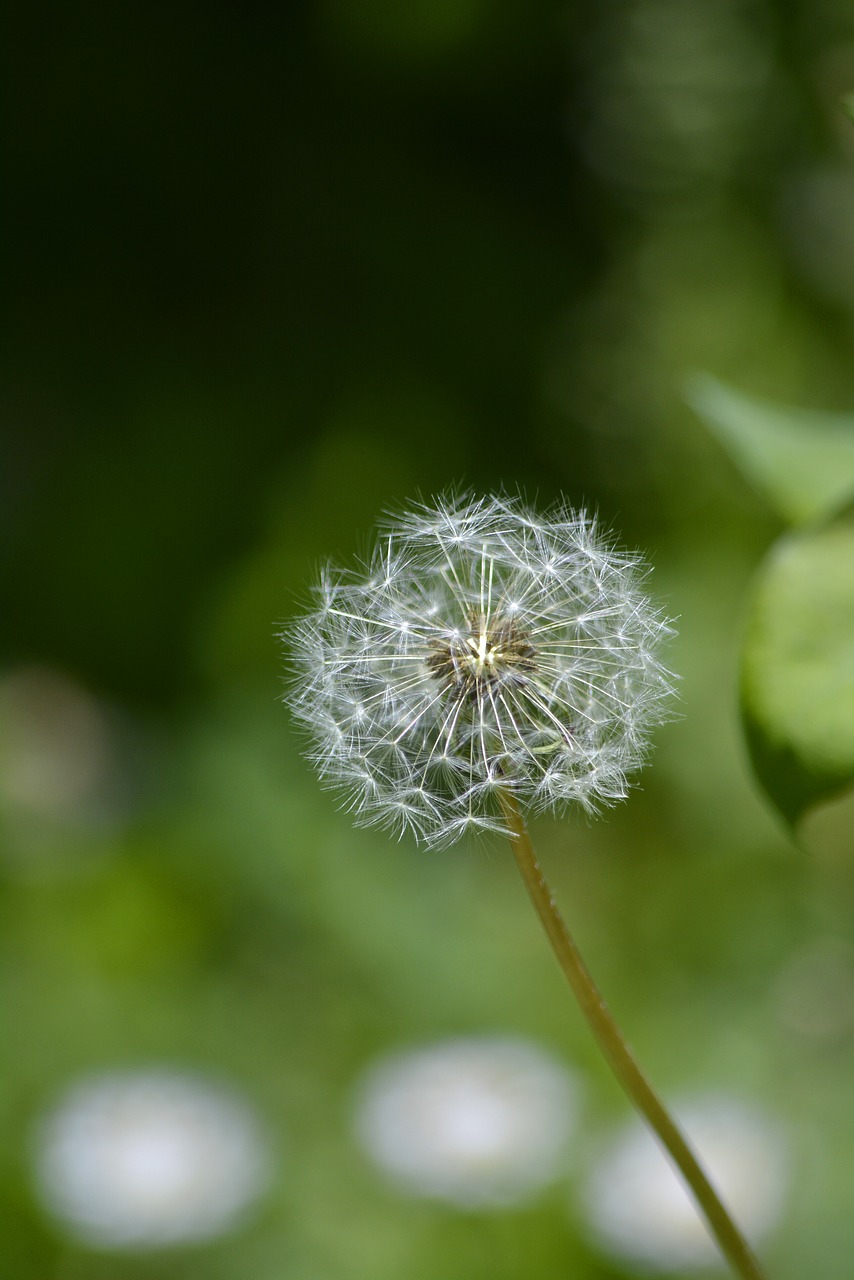 flower  green  floral free photo