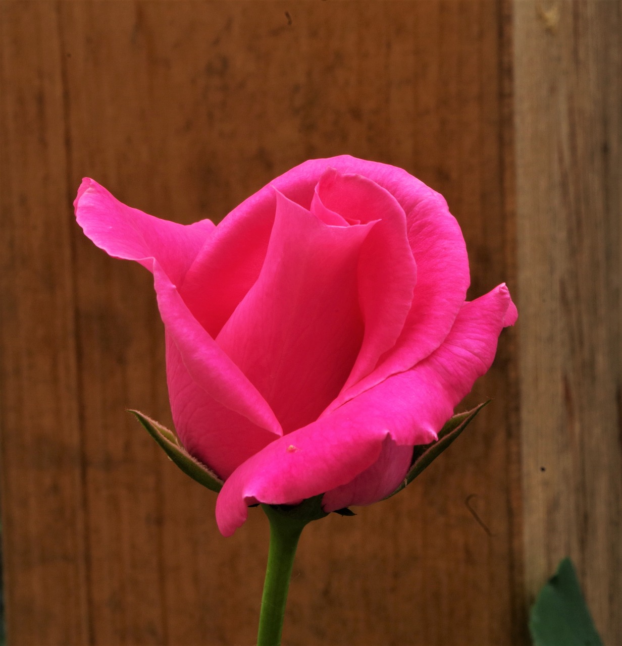 flower  rosa  rose free photo