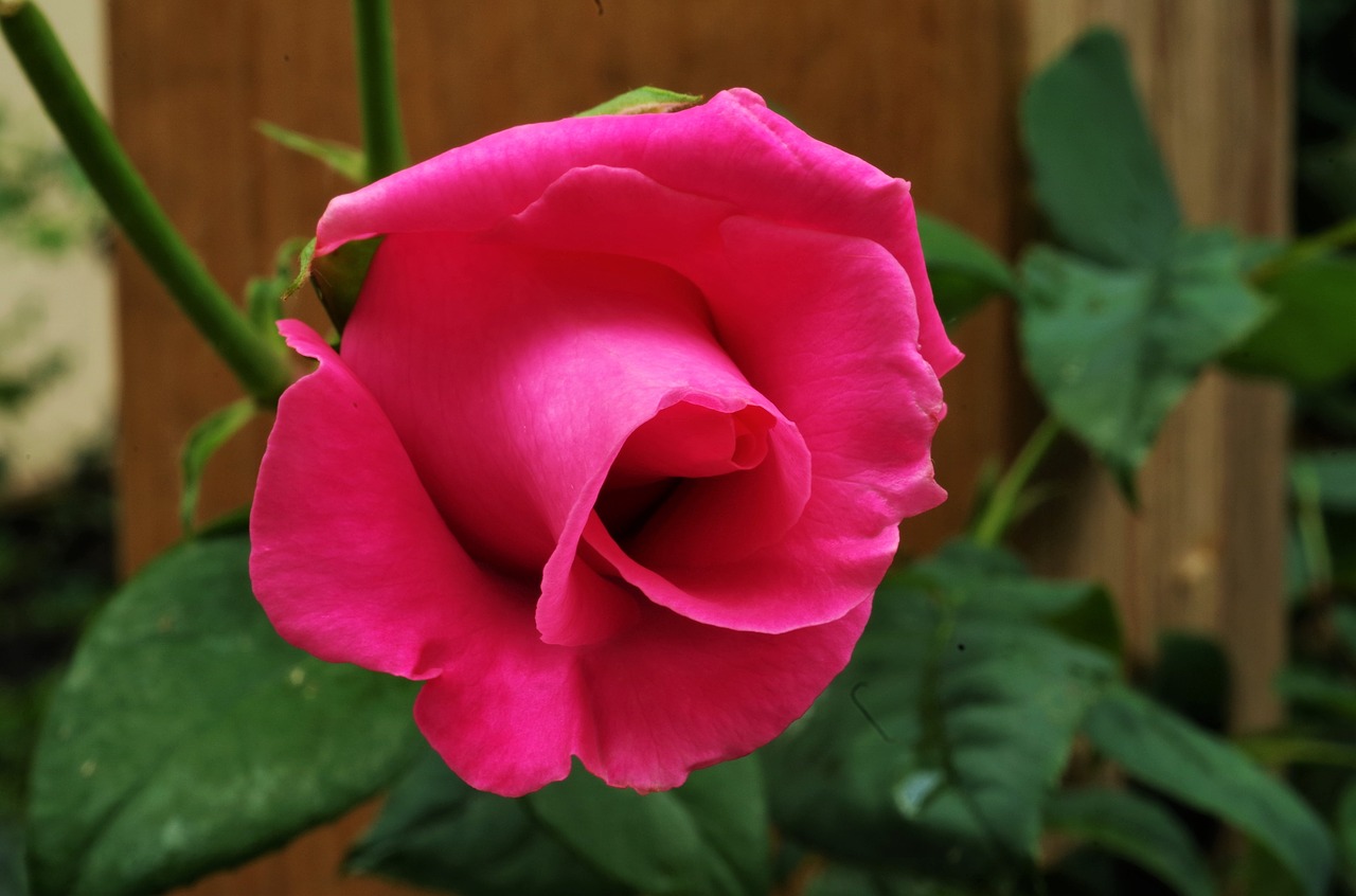 flower  rosa  rose free photo