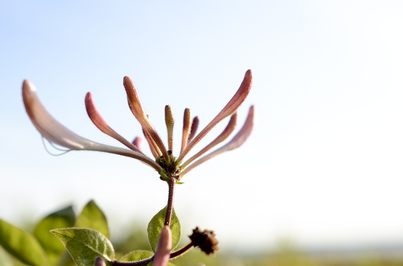 flower  plant  beach free photo