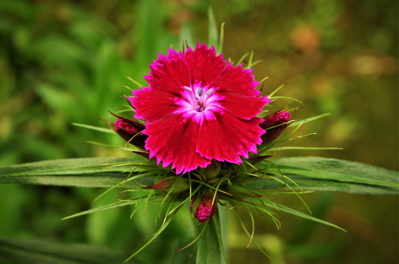 flower  carnation free pictures free photo